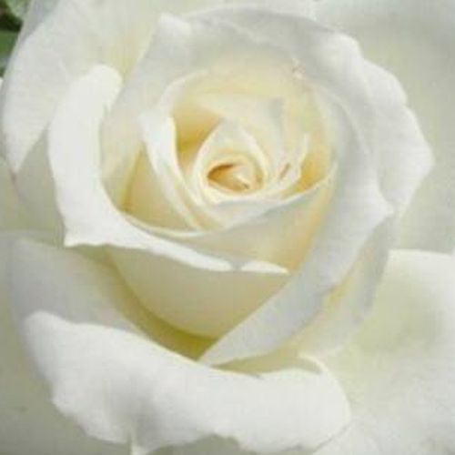 Matig geurende roos - Rozen - Fehér - 